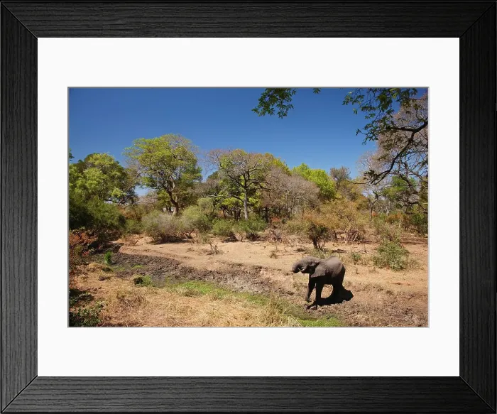 Framed Print : Manyeleti Game Reserve. Limpopo Province Framed Print : Manyeleti Game Reserve. Limpopo Province