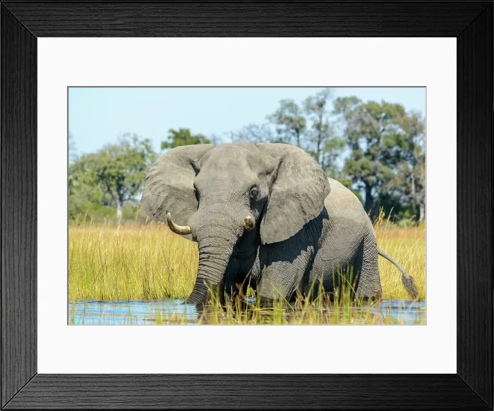 Framed Print : African Bush Elephant (loxodonta africana) crossing a water body