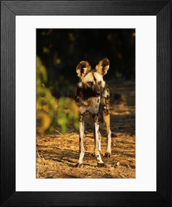 Framed Print : Wild Dog (Lycaon pictus). Northern Tuli Game Reserve Framed Print : Wild Dog (Lycaon pictus). Northern Tuli Game Reserve