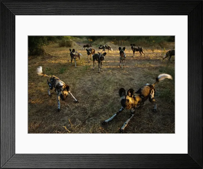 Framed Print : Wild Dog (Lycaon pictus). Northern Tuli Game Reserve Framed Print : Wild Dog (Lycaon pictus). Northern Tuli Game Reserve