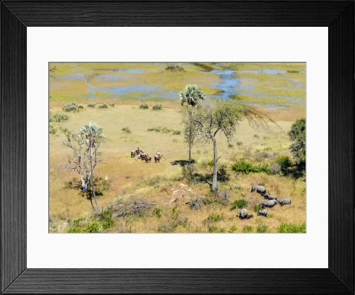 Framed Print : Aerial view of African Horseback Safaris riders with an African Bush Elephant (loxodonta africana) herd