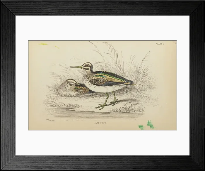 Framed Print : 1835 Antique Art Biology Bird Birds Classification Framed Print : 1835 Antique Art Biology Bird Birds Classification