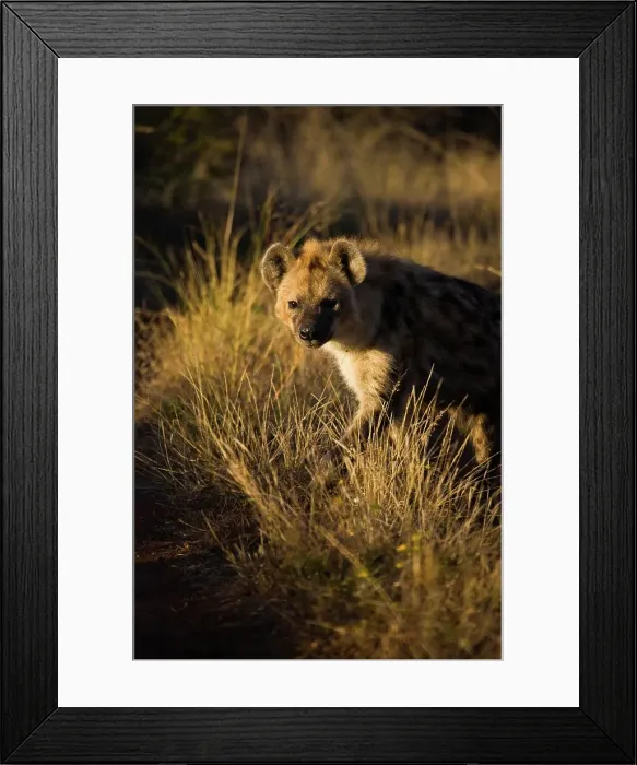 Framed Print : Spotted Hyaena (Hyena) (Crocuta crocuta) Framed Print : Spotted Hyaena (Hyena) (Crocuta crocuta)