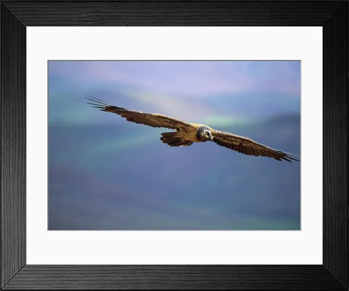 Framed Print : Lammergeier (Bearded Vulture), Gypaetus barbatus