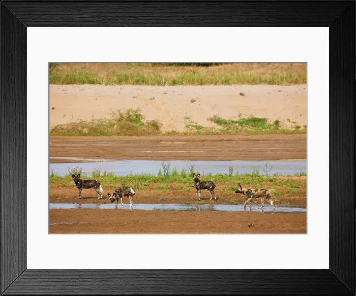 Framed Print : Wild Dog (Lycaon pictus). Hluhluwe iMfolozi Park Framed Print : Wild Dog (Lycaon pictus). Hluhluwe iMfolozi Park