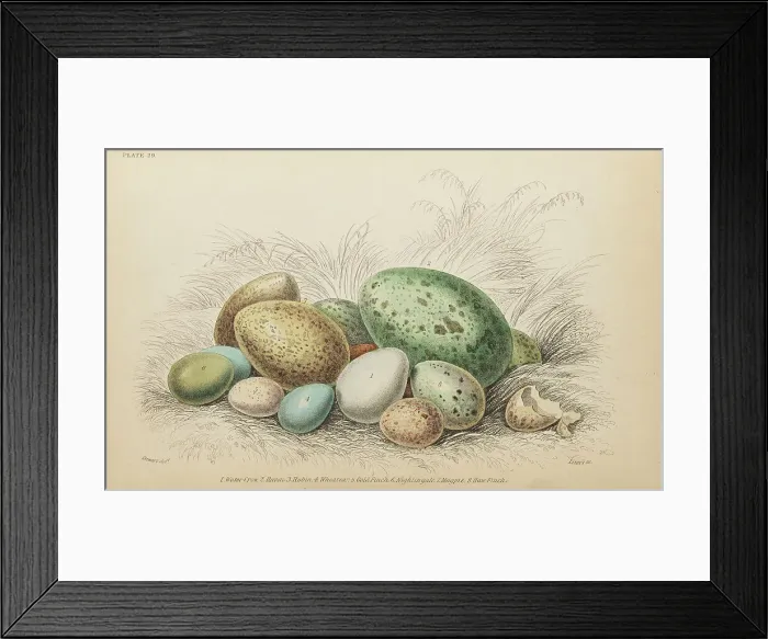 Framed Print : 1835 Antique Art Biology Bird Birds Classification Framed Print : 1835 Antique Art Biology Bird Birds Classification