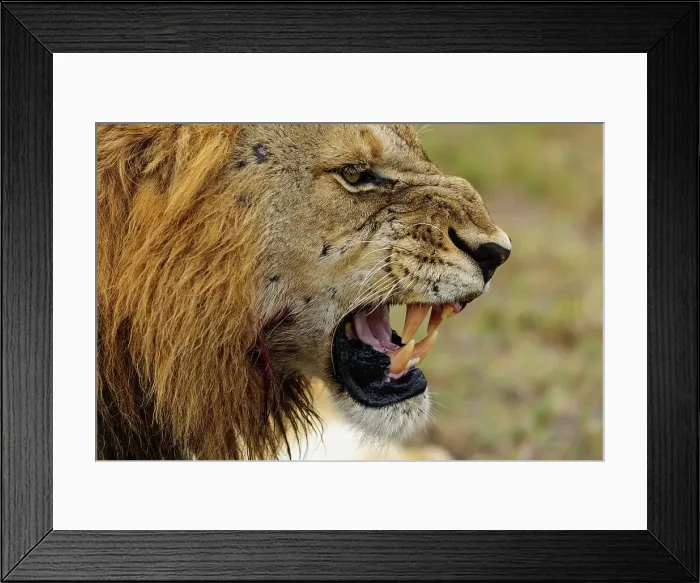 Framed Print : Lion (Panthera leo) showing a flehmen response Framed Print : Lion (Panthera leo) showing a flehmen response