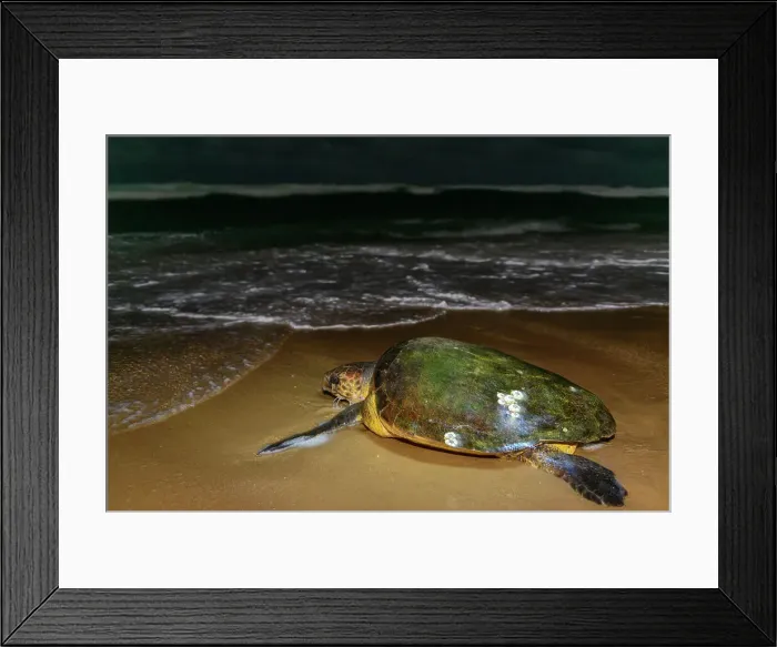 Framed Print : Mabibi. Loggerhead sea turtle (Caretta caretta) returing to sea after nesting on the beach Framed Print : Mabibi. Loggerhead sea turtle (Caretta caretta) returing to sea after nesting on the beach