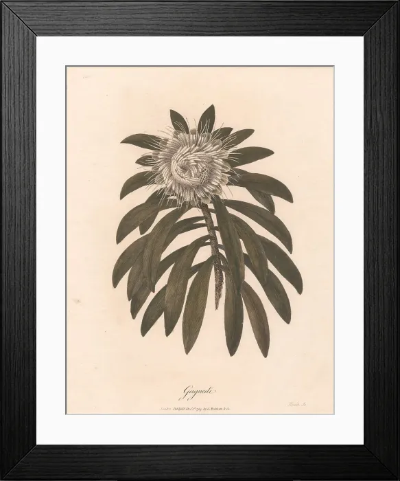 Framed Print : Gaguedi James Heath 1757-1834 British James Bruce Framed Print : Gaguedi James Heath 1757-1834 British James Bruce