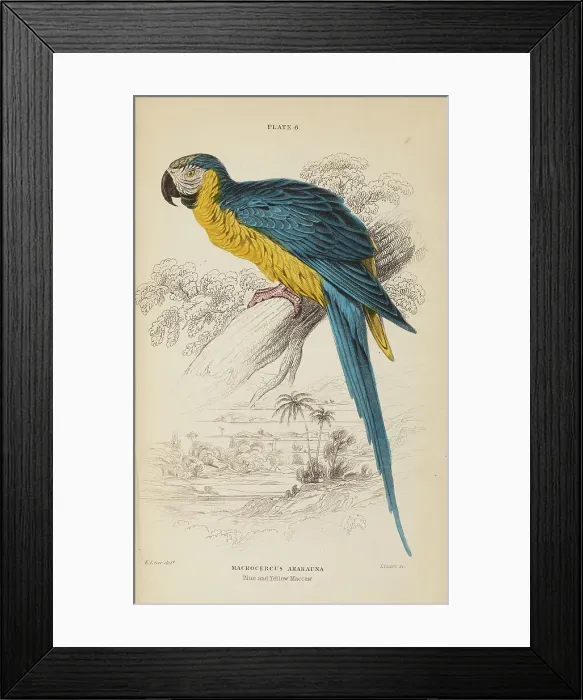 Framed Print : 1835 Antique Art Biology Bird Birds Classification Framed Print : 1835 Antique Art Biology Bird Birds Classification