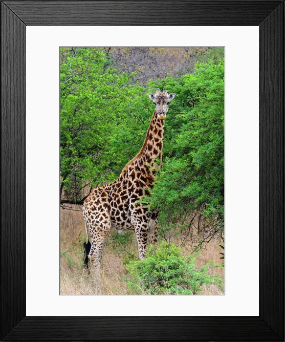 Framed Print : Giraffe (Giraffa camelopardalis) Framed Print : Giraffe (Giraffa camelopardalis)