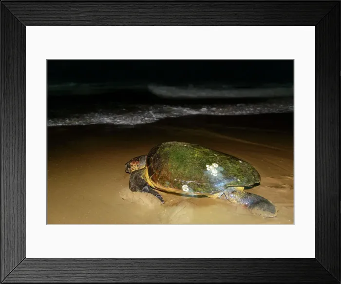 Framed Print : Mabibi. Loggerhead sea turtle (Caretta caretta) returing to sea after nesting on the beach Framed Print : Mabibi. Loggerhead sea turtle (Caretta caretta) returing to sea after nesting on the beach