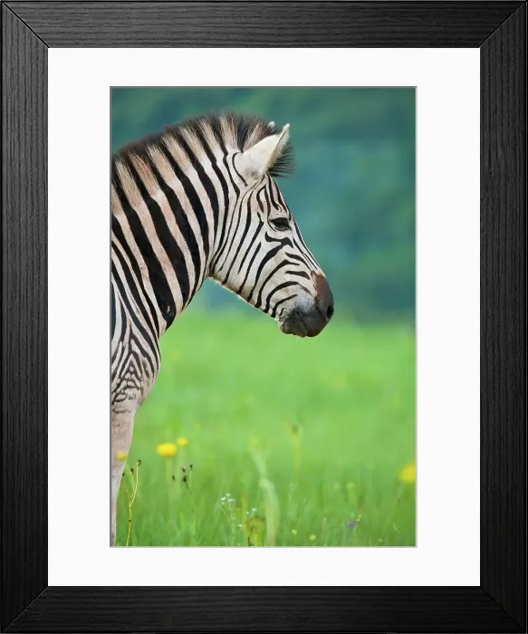 Framed Print : Burchell's Zebra (Equus burchelli) Framed Print : Burchell's Zebra (Equus burchelli)