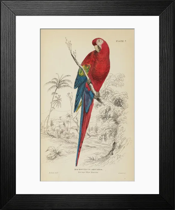 Framed Print : 1835 Antique Art Biology Bird Birds Classification