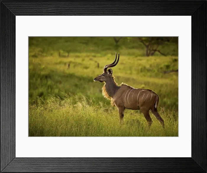 Framed Print : Kudu (Tragelaphus strepsiceros)