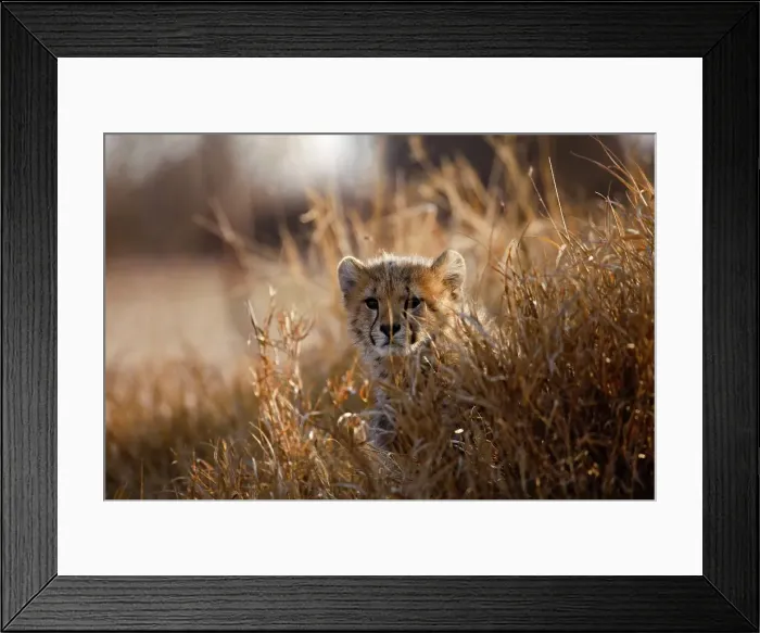Framed Print : Cheetah (Acinonyx jubatus)). Hoedspruit Conservation Centre Framed Print : Cheetah (Acinonyx jubatus)). Hoedspruit Conservation Centre