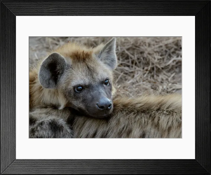 Framed Print : Spotted hyena, also known as the laughing hyena or hyaena (Crocuta crocuta) juvenile