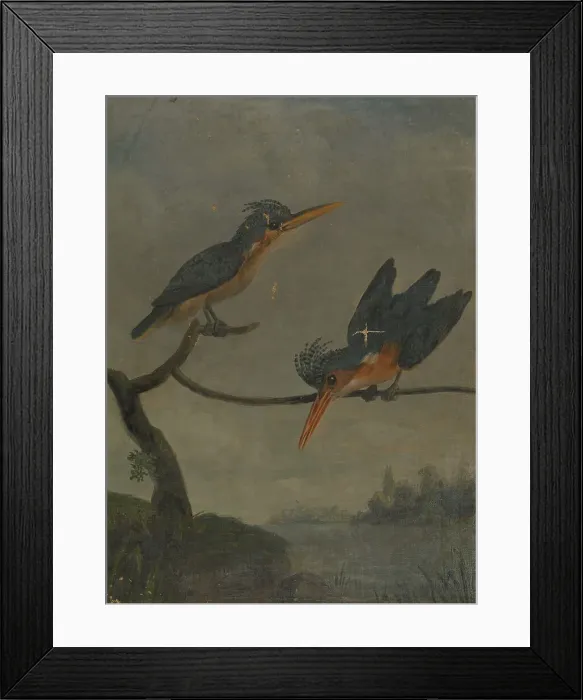 Framed Print : Two Kingfishers Beside Lake James Sowerby 1756-1822