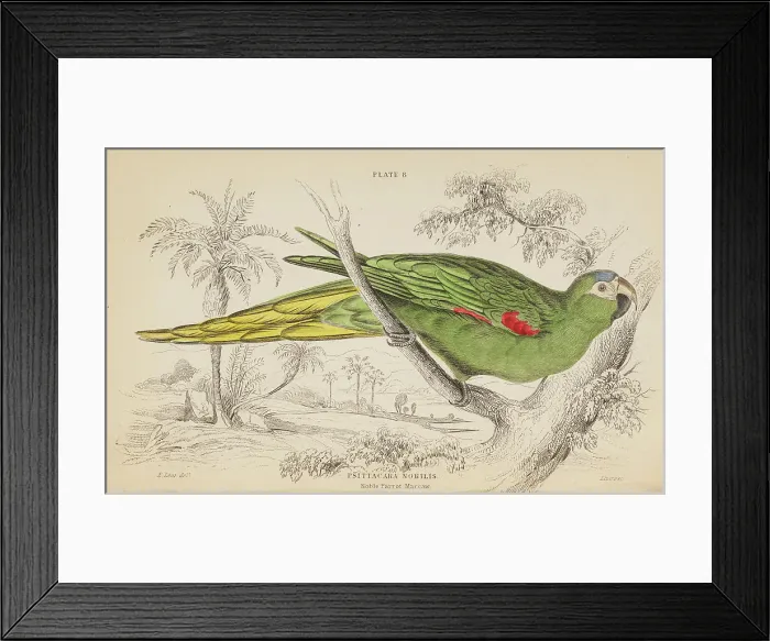 Framed Print : 1835 Antique Art Biology Bird Birds Classification Framed Print : 1835 Antique Art Biology Bird Birds Classification