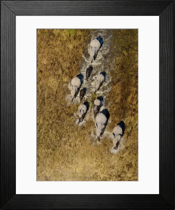 Framed Print : Aerial view of African Bush Elephant (loxodonta africana) herd