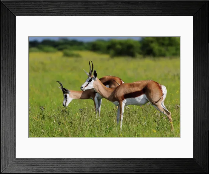 Framed Print : Springbok (Antidorcas marsupialis)