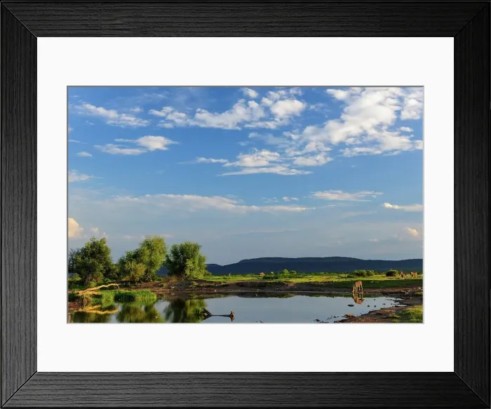 Framed Print : Plains zebra (Equus quagga) drinking