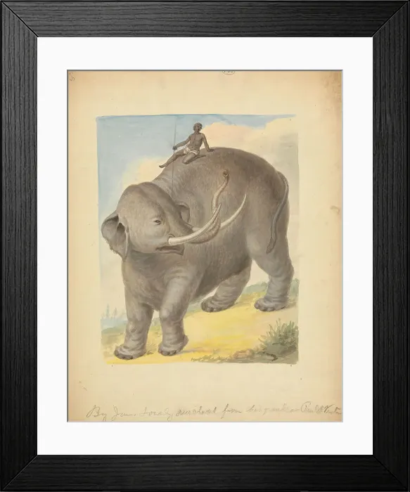 Framed Print : Elephant Rider James Sowerby 1756-1822 British Framed Print : Elephant Rider James Sowerby 1756-1822 British