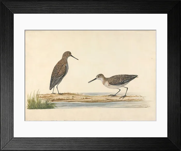 Framed Print : Pair Stints Charles Collins 1660-1744 British Framed Print : Pair Stints Charles Collins 1660-1744 British