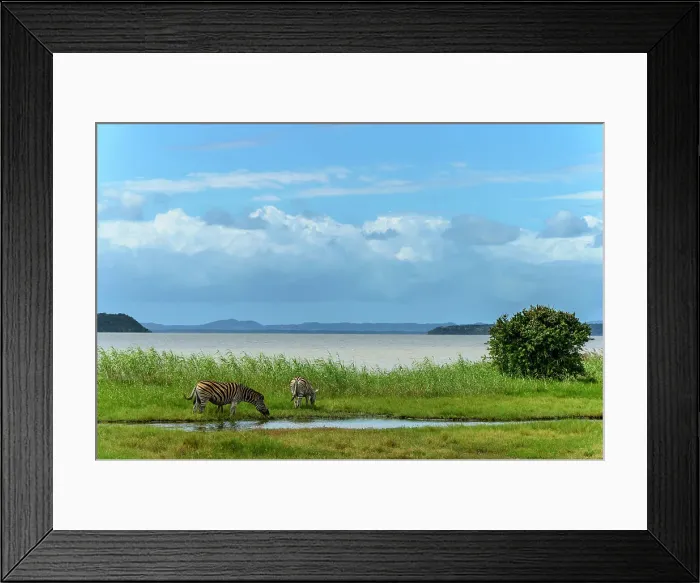 Framed Print : Burchell's zebra (Equus quagga burchellii) grazing with Hell's Gates at False Bay Park in the background Framed Print : Burchell's zebra (Equus quagga burchellii) grazing with Hell's Gates at False Bay Park in the background