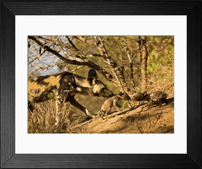 Framed Print : Wild Dog (Lycaon pictus). Hoedspruit Conservation Centre