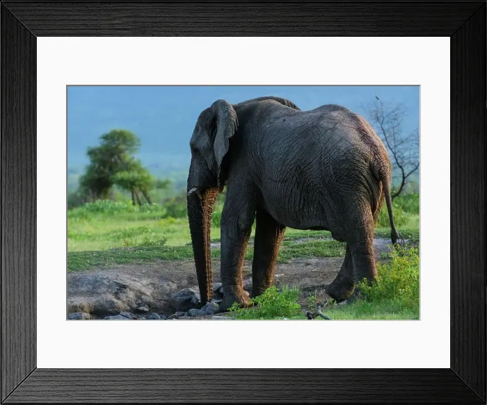 Framed Print : African bush elephant or African savanna elephant (Loxodonta africana) drinking