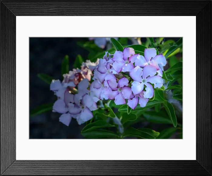 Framed Print : Kudu Lily (Pachypodium Saundersii) flower Framed Print : Kudu Lily (Pachypodium Saundersii) flower