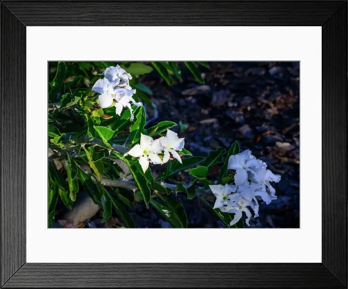 Framed Print : Kudu Lily (Pachypodium Saundersii) flower Framed Print : Kudu Lily (Pachypodium Saundersii) flower