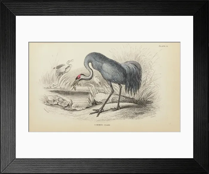 Framed Print : 1835 Antique Art Biology Bird Birds Classification Framed Print : 1835 Antique Art Biology Bird Birds Classification