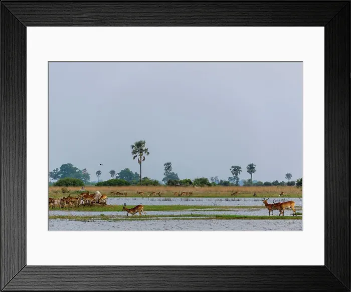 Framed Print : Red Lechwe or Zambezi Lechwe (Kobus leche) amongst Real Fan Palms or Northern iLala Palms (Hyphaene benguellensis) Framed Print : Red Lechwe or Zambezi Lechwe (Kobus leche) amongst Real Fan Palms or Northern iLala Palms (Hyphaene benguellensis)