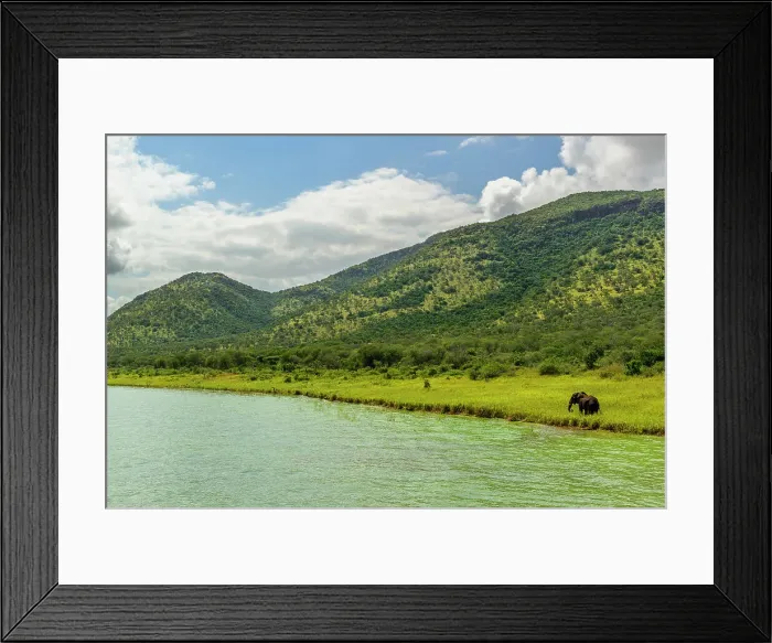 Framed Print : African Elephant (Loxodonta africana) Framed Print : African Elephant (Loxodonta africana)