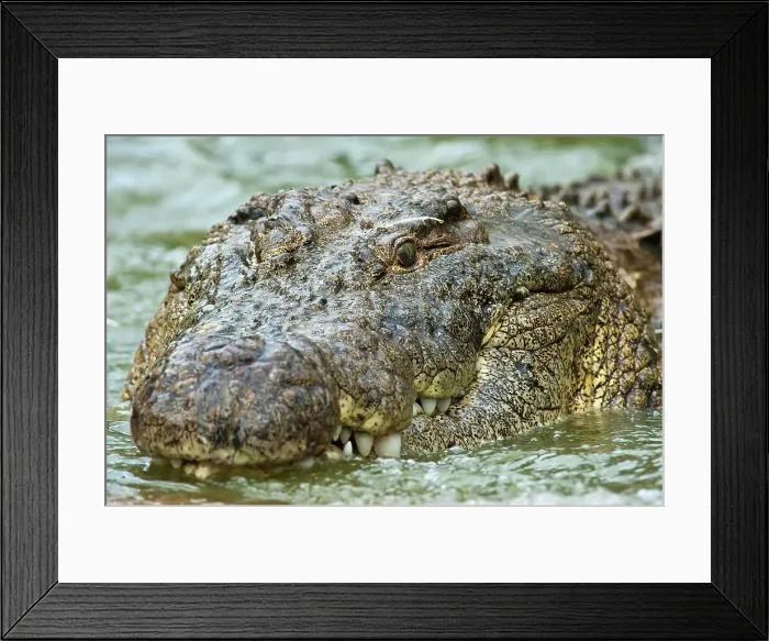 Framed Print : Nile Crocodile (Crocodylus niloticus)