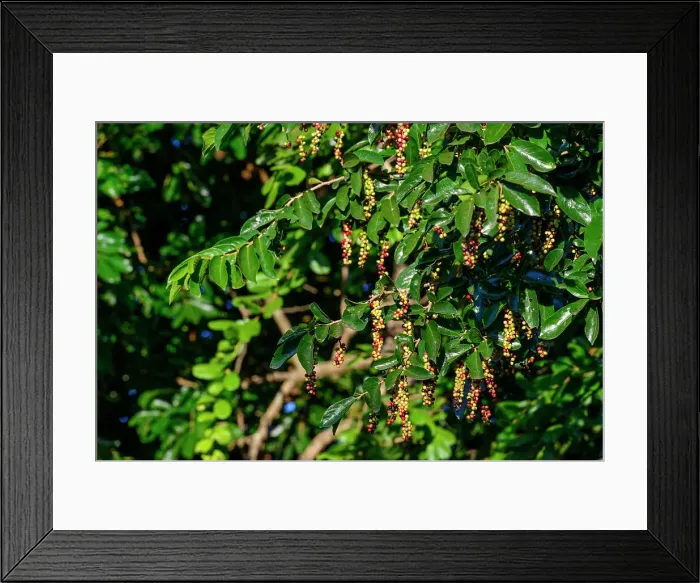 Framed Print : Tassel berry (Antidesma venosum) tree Framed Print : Tassel berry (Antidesma venosum) tree