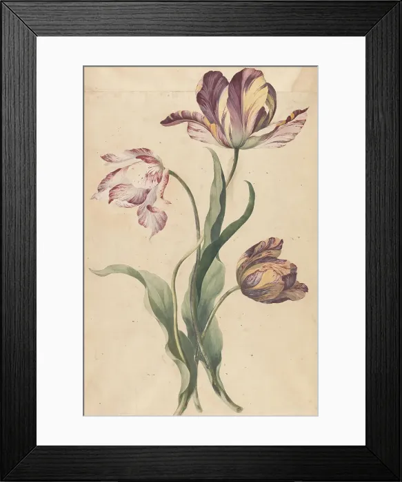 Framed Print : Tulips Graphite Watercolor Collage Medium Slightly Textured Framed Print : Tulips Graphite Watercolor Collage Medium Slightly Textured