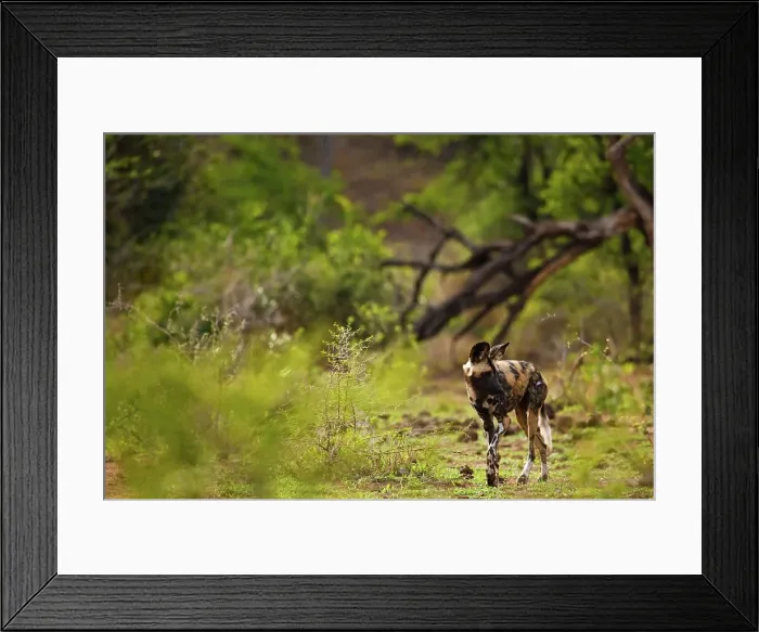 Framed Print : Wild Dog (Lycaon pictus). Hluhluwe iMfolozi Park Framed Print : Wild Dog (Lycaon pictus). Hluhluwe iMfolozi Park