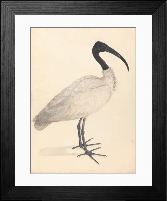 Framed Print : Black White Indian Bird Pair Watercolor Pen Brown Ink Framed Print : Black White Indian Bird Pair Watercolor Pen Brown Ink