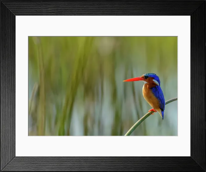 Framed Print : Malachite kingfisher (Corythornis cristatus)