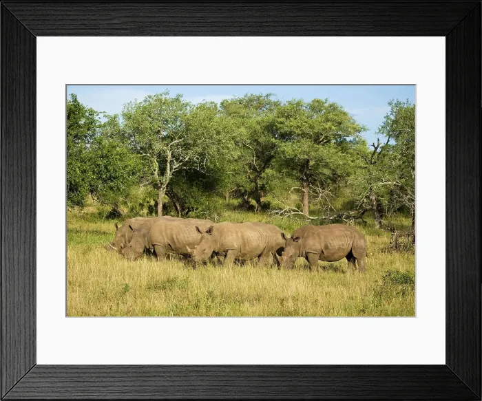 Framed Print : White Rhinoceros or Square-lipped Rhinoceros (Ceratotherium simum) Framed Print : White Rhinoceros or Square-lipped Rhinoceros (Ceratotherium simum)