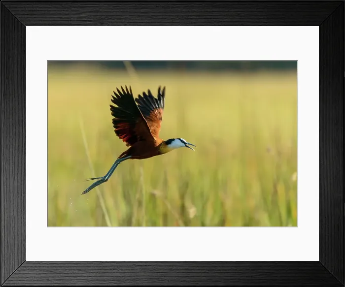 Framed Print : African jacana (Actophilornis africanus) flying
