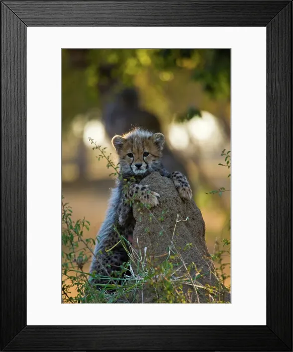 Framed Print : Cheetah (Acinonyx jubatus)). Hoedspruit Conservation Centre Framed Print : Cheetah (Acinonyx jubatus)). Hoedspruit Conservation Centre