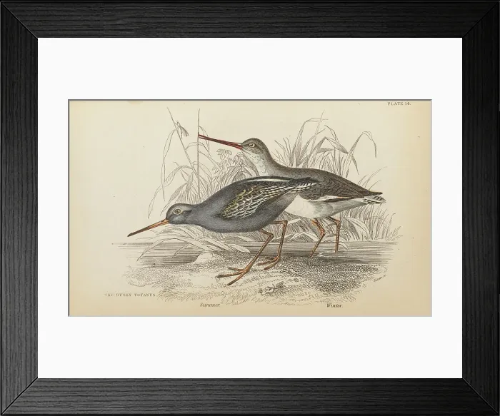 Framed Print : 1835 Antique Art Biology Bird Birds Classification Framed Print : 1835 Antique Art Biology Bird Birds Classification