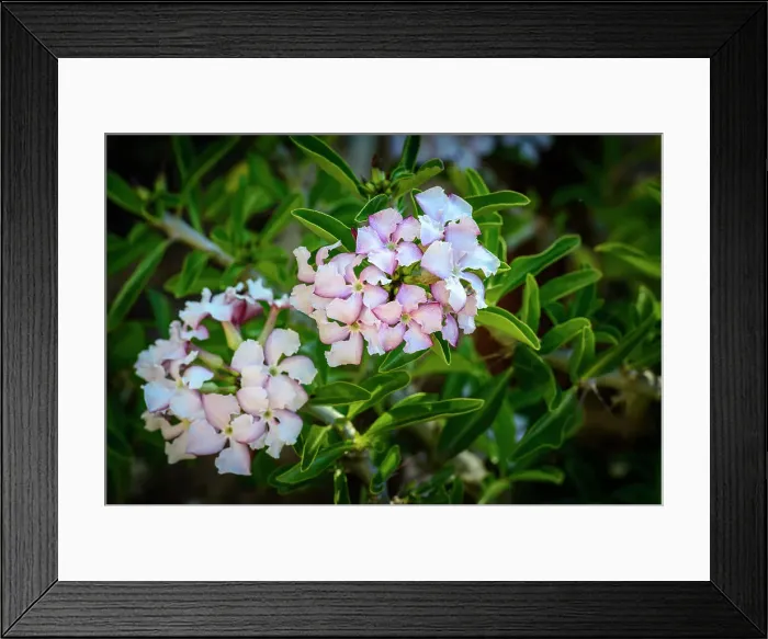 Framed Print : Kudu Lily (Pachypodium Saundersii) flower Framed Print : Kudu Lily (Pachypodium Saundersii) flower
