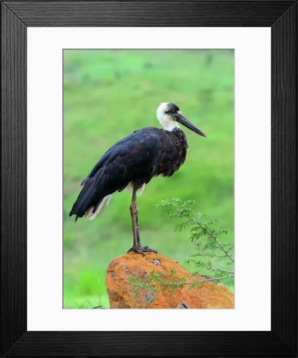 Framed Print : Woolly-necked Stork, Bishop Stork or White-necked Stork (Ciconia episcopus) Framed Print : Woolly-necked Stork, Bishop Stork or White-necked Stork (Ciconia episcopus)