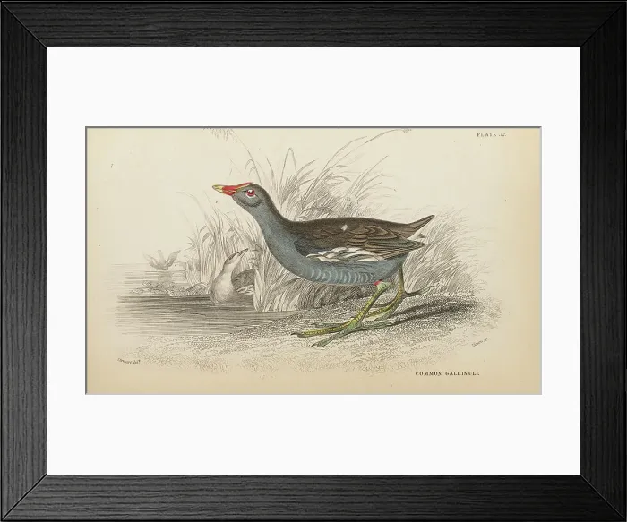 Framed Print : 1835 Antique Art Biology Bird Birds Classification