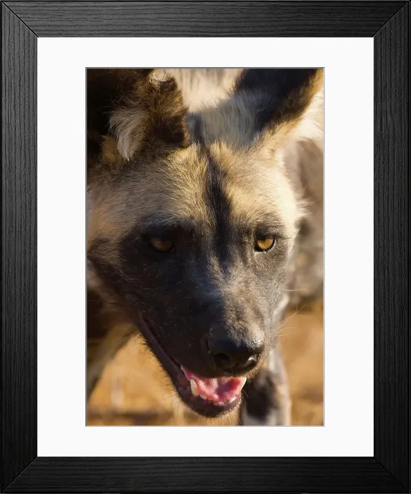 Framed Print : Wild Dog (Lycaon pictus). Hoedspruit Conservation Centre Framed Print : Wild Dog (Lycaon pictus). Hoedspruit Conservation Centre